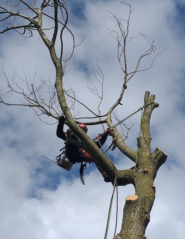 Een afgestorven boom die niet kon vallen wegens plaats gebrek vellen dankzij specifieke klim technieken te Geraardsbergen.